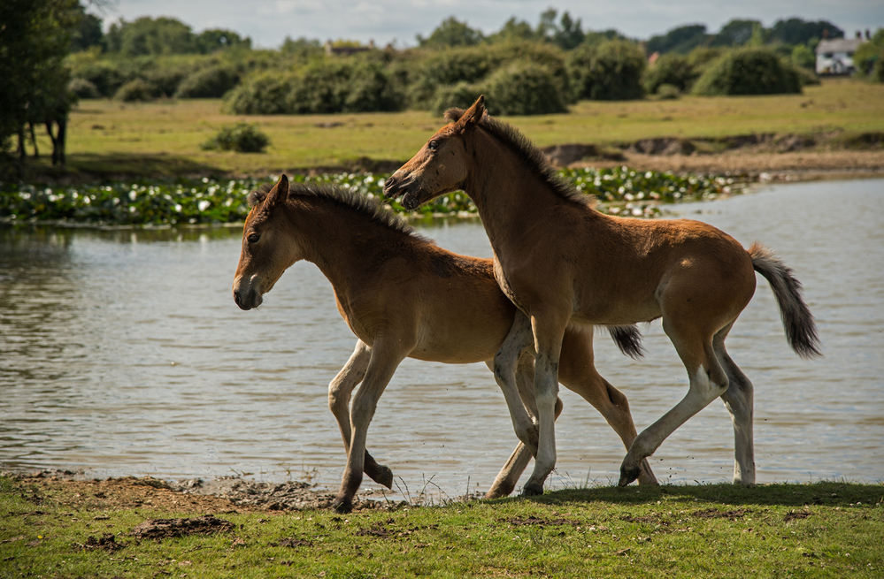 Summer Pony Foals,  Janesmoor Pond 2